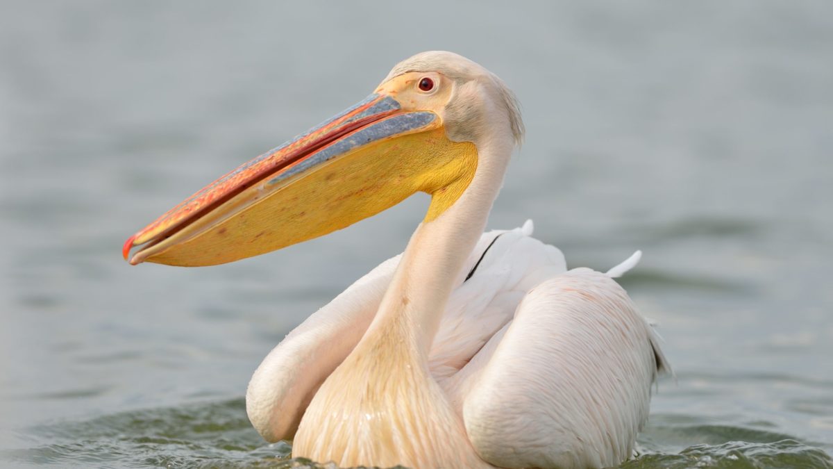 File:Pelecanus conspicillatus -Australia -8.jpg - Wikipedia