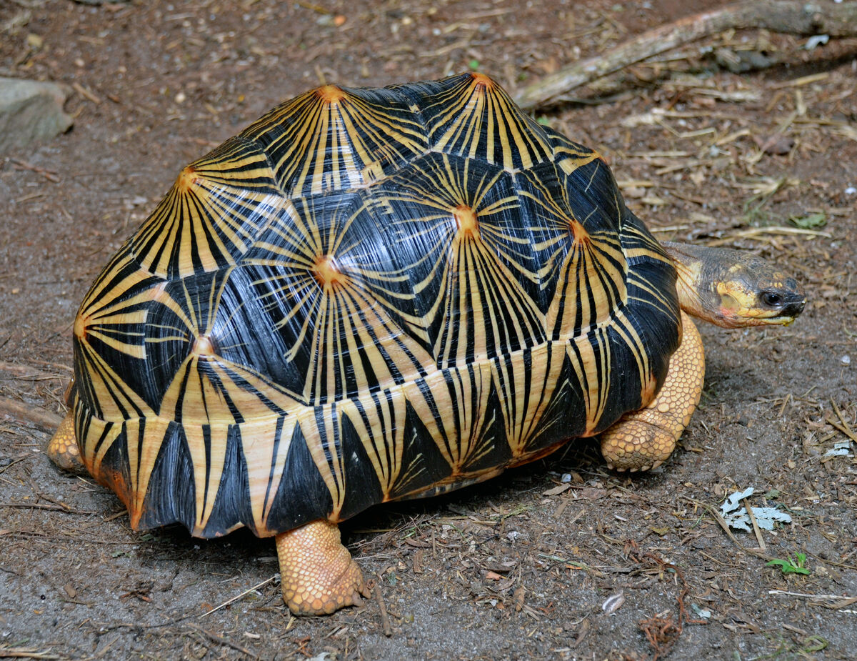Radiated Tortoise | FictionRulezForever Wiki | Fandom