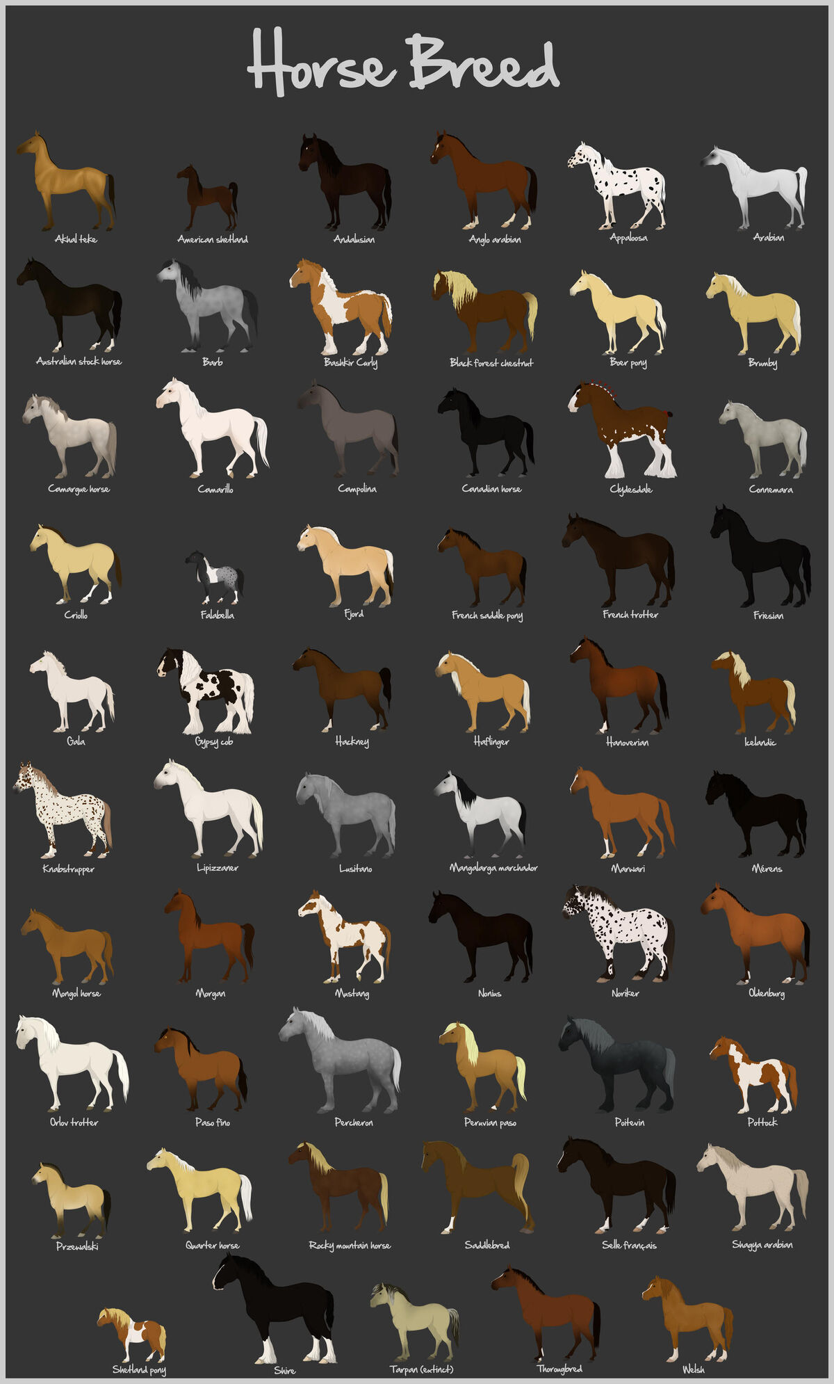 Окрасы лошадей названия с фото и описанием Brumby FictionRulezForever Wiki Fandom