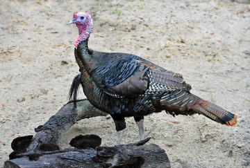 Wild Turkey | FictionRulezForever Wiki | Fandom