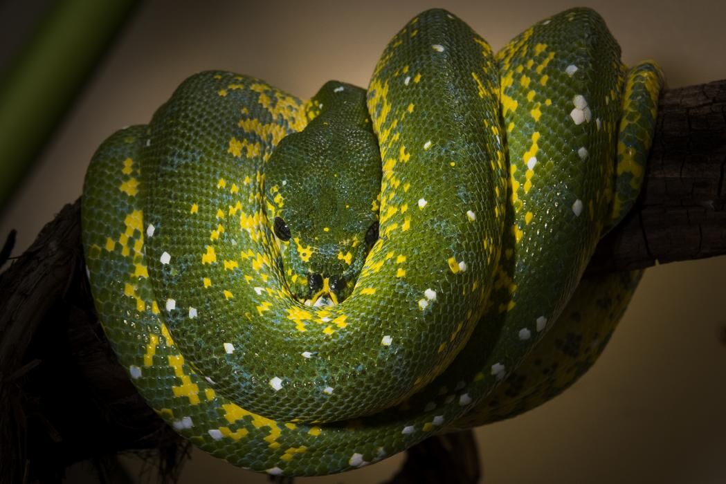 Green Tree Python — Green Tree Python Serpentovirus (NidoVirus)