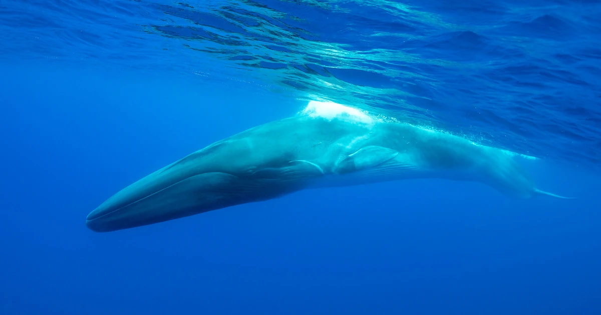 Fin Whale | FictionRulezForever Wiki | Fandom