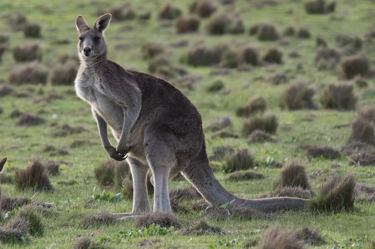 antilopine kangaroo