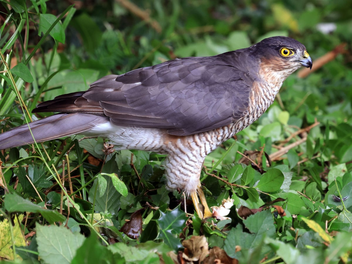 Eurasian sparrowhawk - Wikipedia