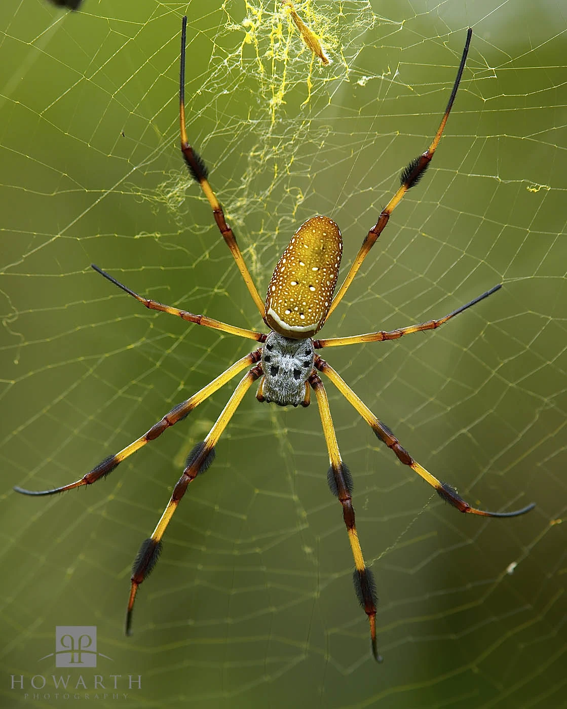Golden Silk Orb Weaver Spider | FictionRulezForever Wiki | Fandom