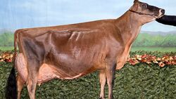 File:Jersey Cow in straw bedding.JPG - Wikipedia