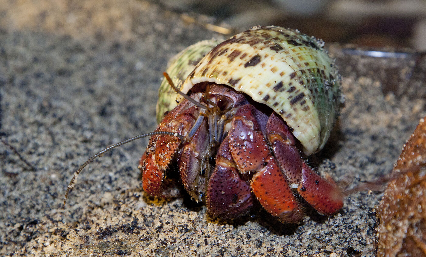 new to hermits, here's my terrarium » Hermit Crab Paradise