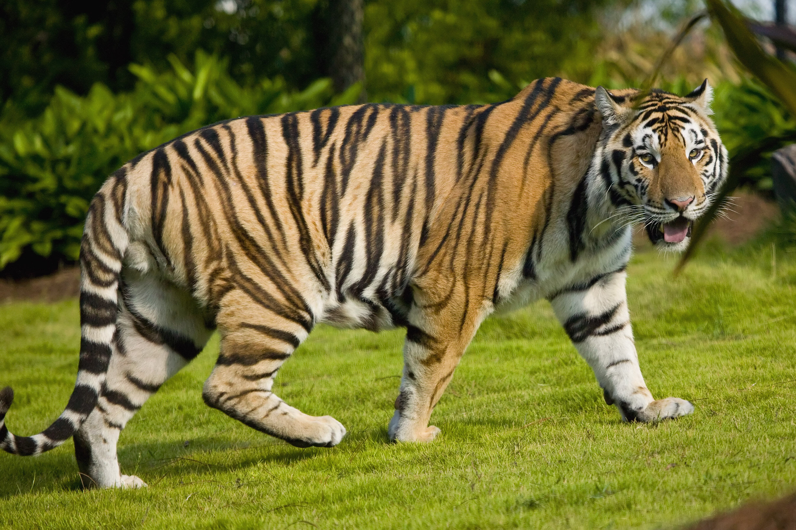 Bengal tiger - Wikipedia