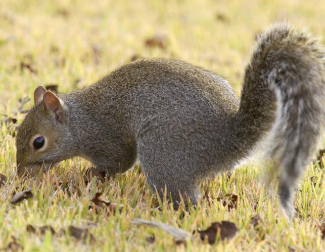 Super Robot Squirrel Team Hyperforce Go! FictionRulezForever Wiki