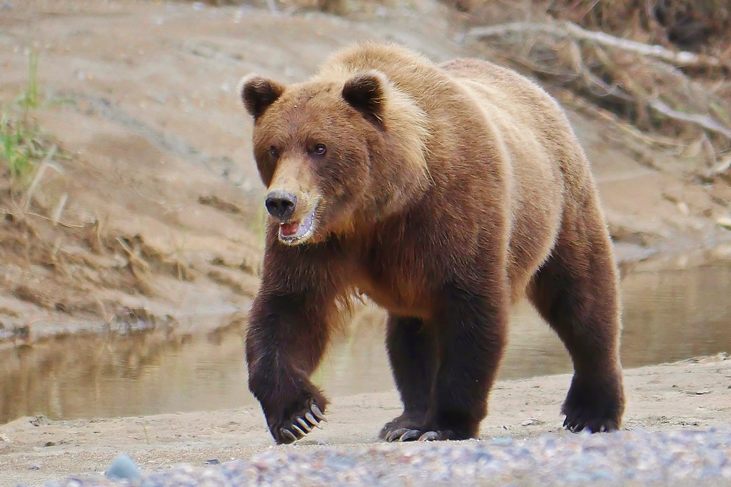 Kodiak bear - Wikipedia