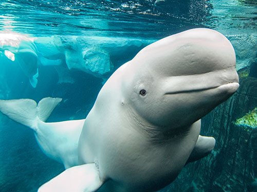 Beluga whale - Wikipedia