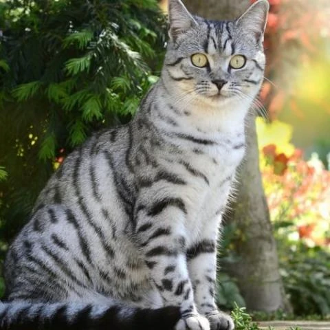 How Mannyb Breeds of Cat Arev Thir in the World: Top Unique Facts