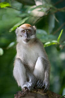 Crab-eating macaque - Wikipedia