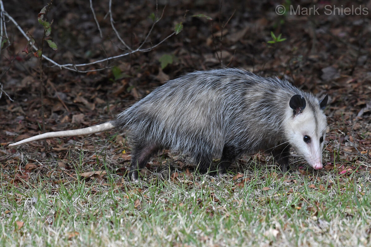 Opossum - Wikipedia