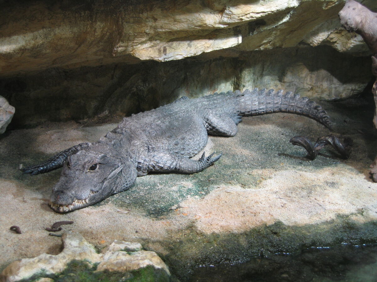 Dwarf Crocodile | FictionRulezForever Wiki | Fandom Dwarf Crocodile | FictionRulezForever Wiki | Fandom