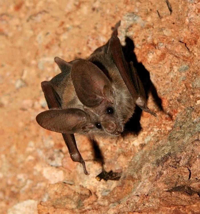 California LeafNosed Bat FictionRulezForever Wiki Fandom