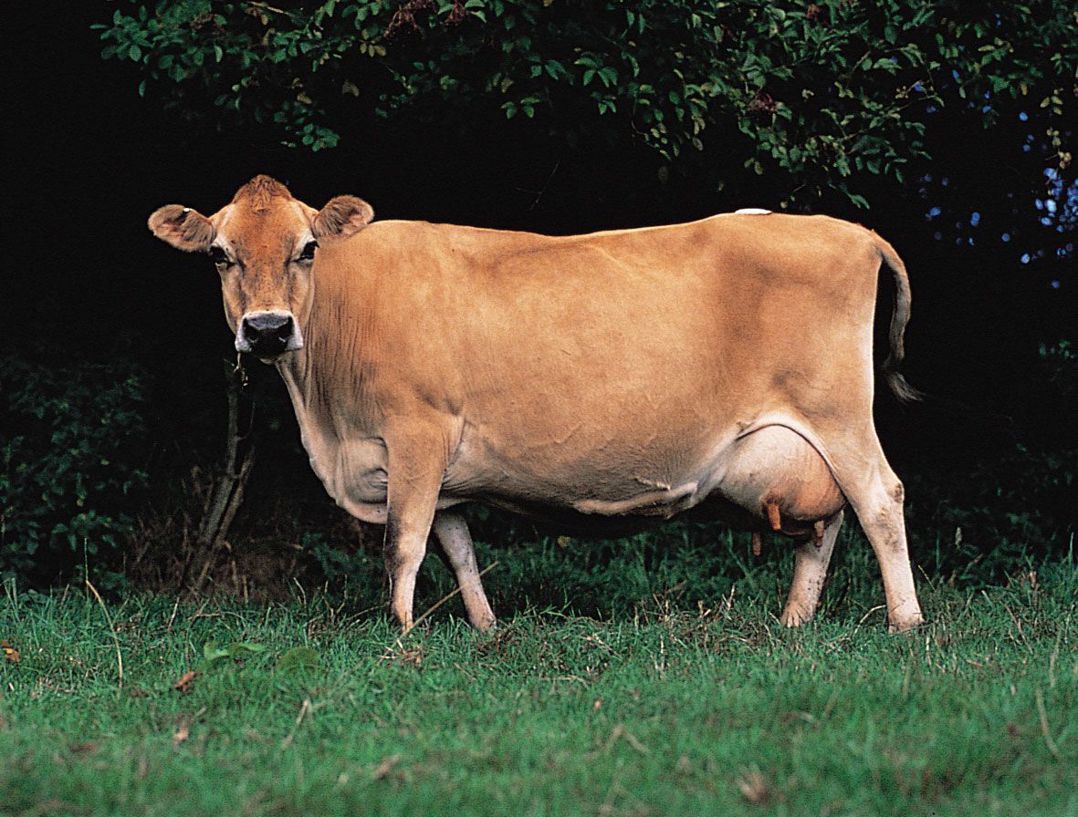 Jersey cattle - Wikipedia