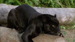 Black Jaguar | FictionRulezForever Wiki | Fandom