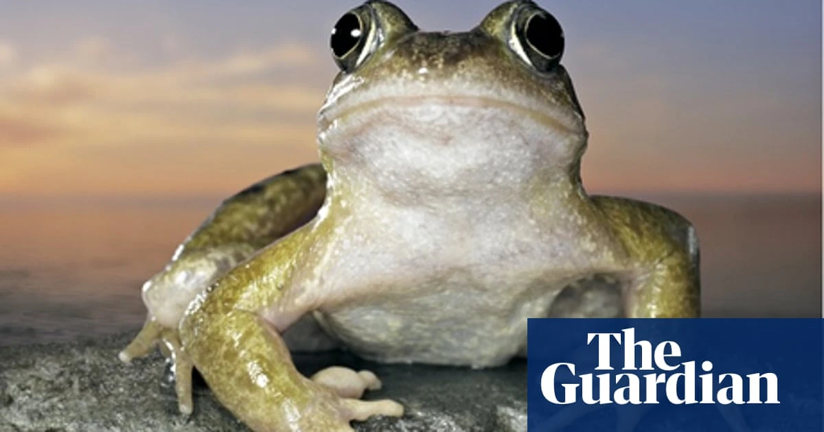 Common Frog | FictionRulezForever Wiki | Fandom