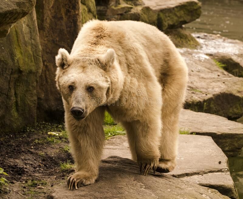 Syrian brown bears: Unveiling a hidden side of the Middle East