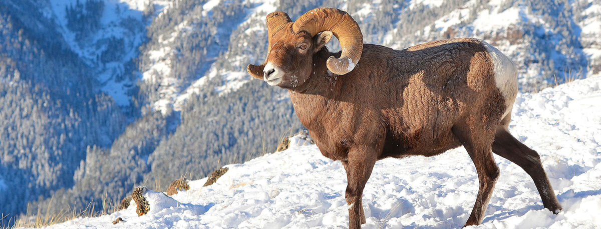 Rocky mountain sheep coats sales
