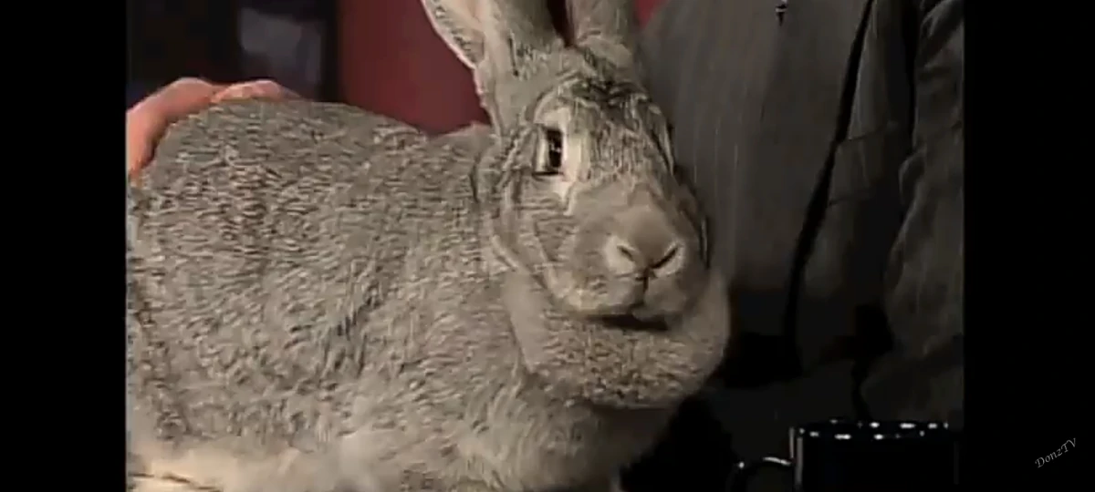 The Mixed-Up Rabbit | FictionRulezForever Wiki | Fandom