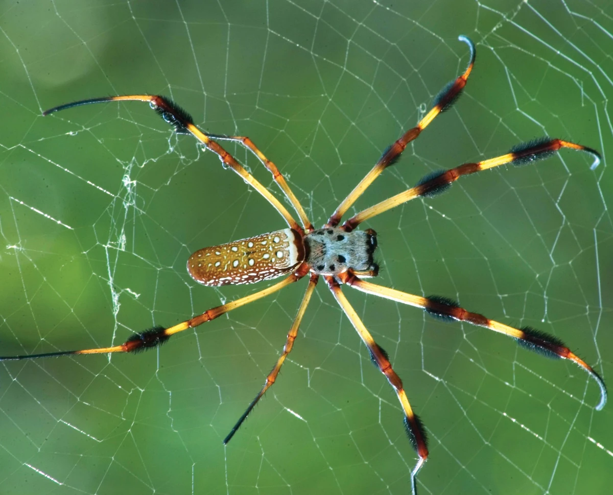 Golden Silk Orb Weaver Spider FictionRulezForever Wiki Fandom