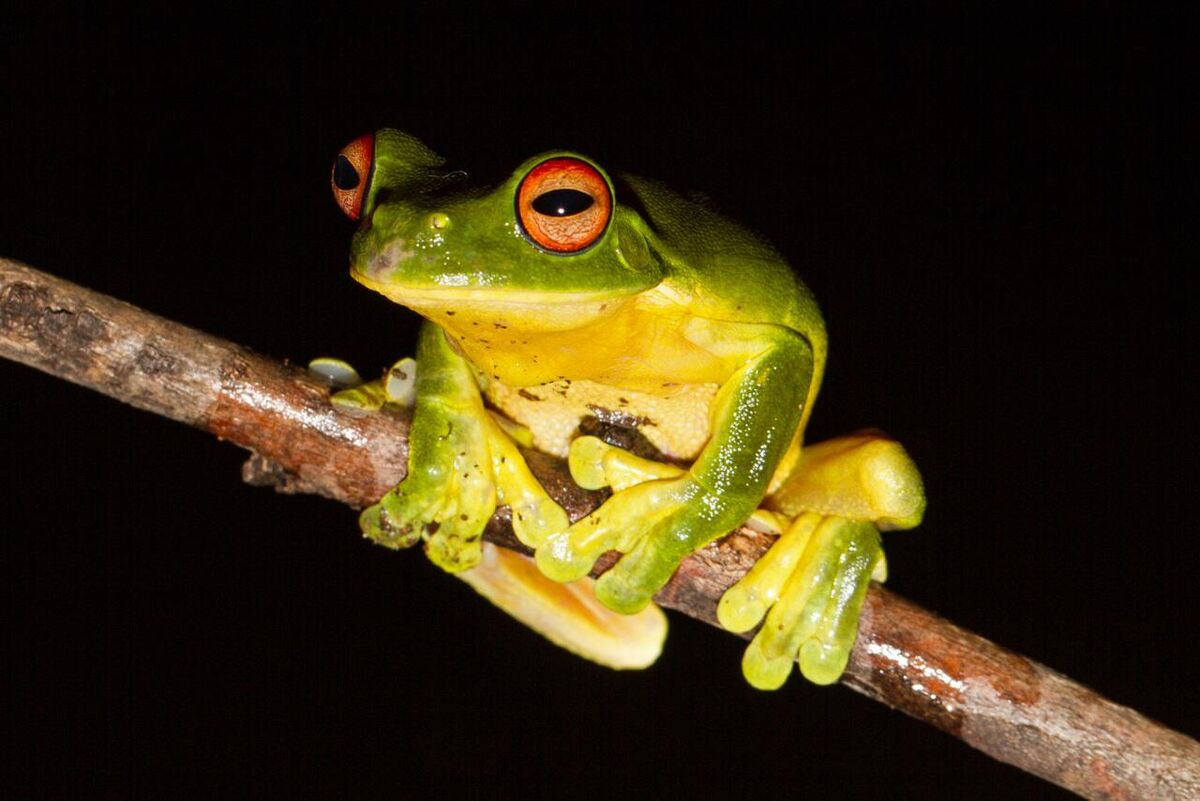 Orange-Eyed Tree Frog | FictionRulezForever Wiki | Fandom