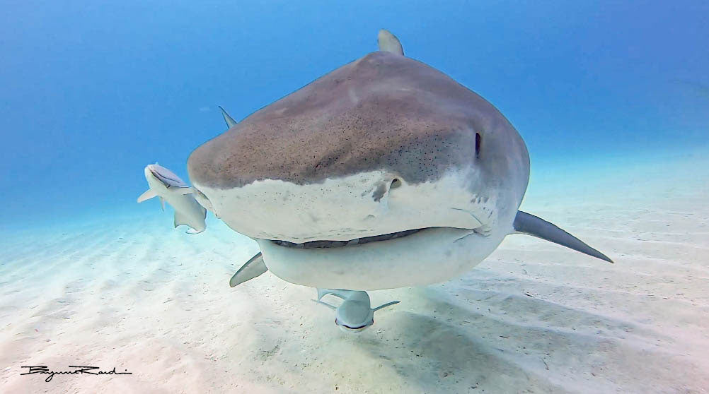 Tiger Shark, NatureRules1 Wiki