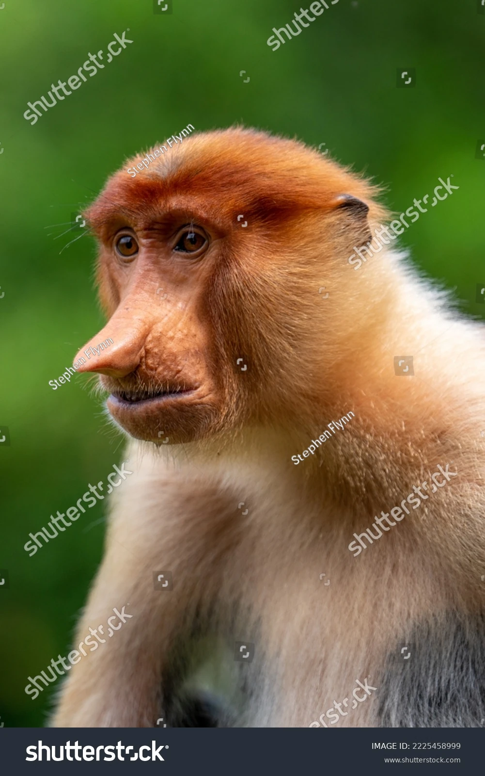 プロフ必読⭐︎monkey Amazon.com: Illustrated Book of Monkeys by Monkey Keepers