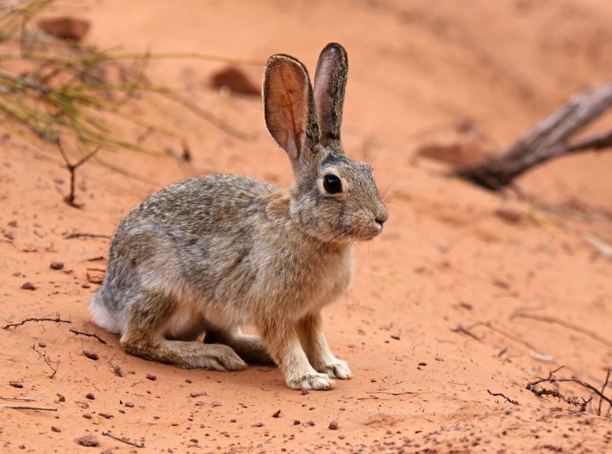 Desert Cottontail | FictionRulezForever Wiki | Fandom