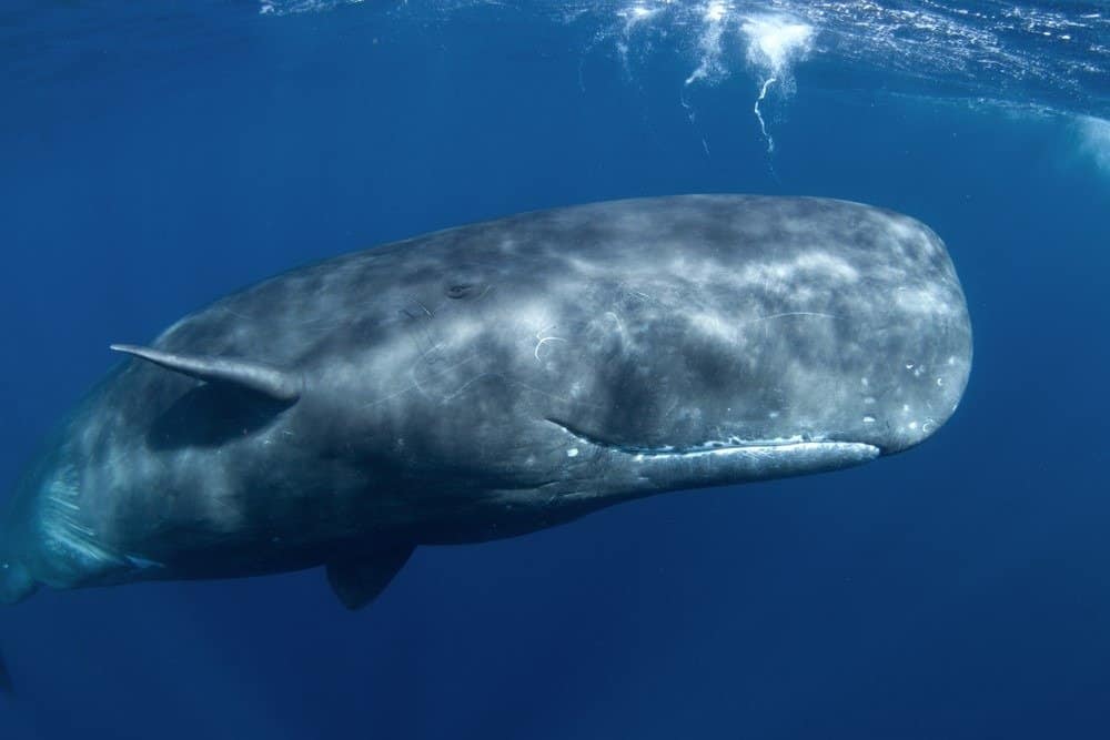 Sperm Whale/Gallery | FictionRulezForever Wiki | Fandom