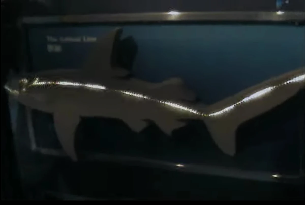 Pacific Sharpnose Shark | FictionRulezForever Wiki | Fandom