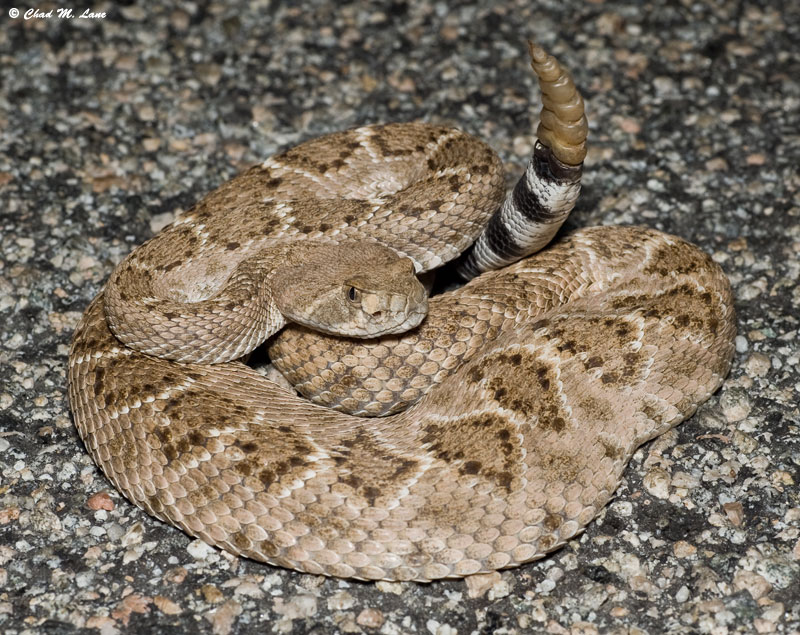 diamondback rattlesnake eyes