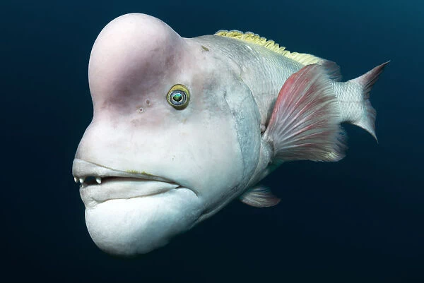 Asian Sheepshead Wrasse | FictionRulezForever Wiki | Fandom Asian Sheepshead Wrasse | FictionRulezForever Wiki | Fandom