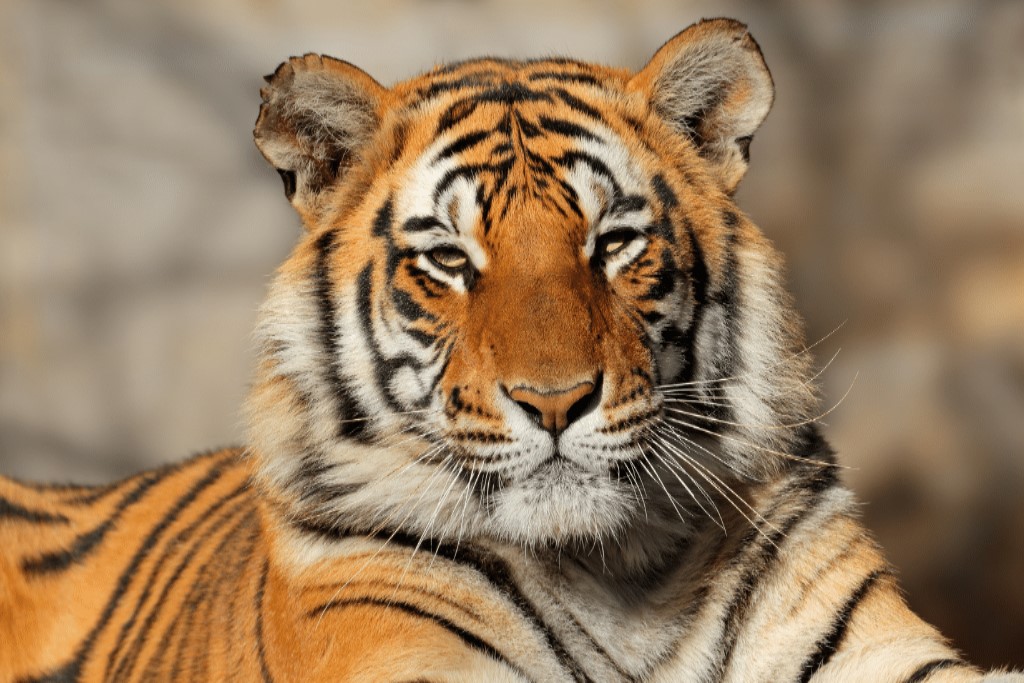 Bengal tiger - Wiktionary, the free dictionary