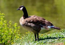 Canada Goose FictionRulezForever Wiki Fandom
