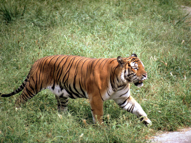 Genome of South China tiger. (a) A male South China tiger. (b) Circos