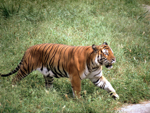 South China tiger - Wikipedia