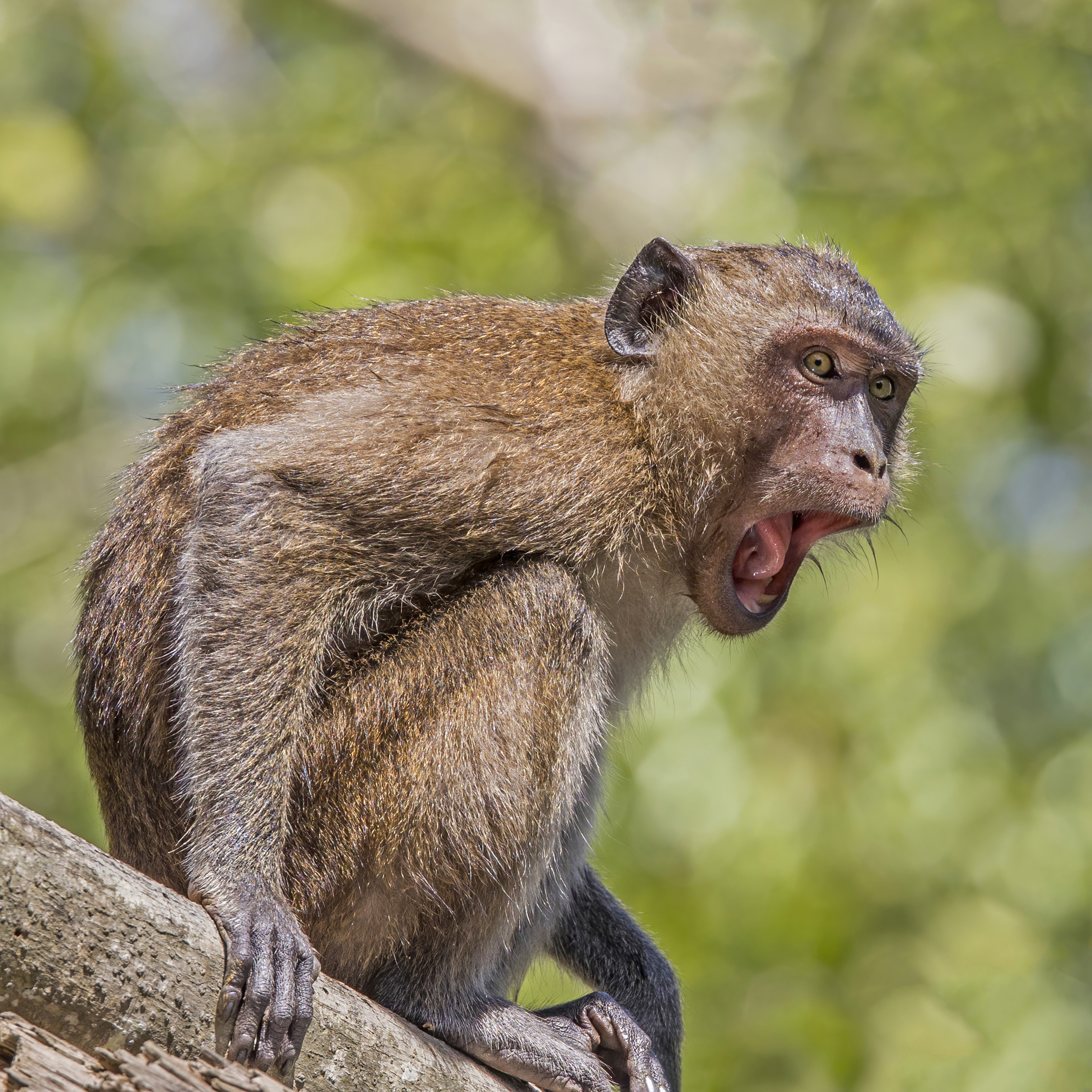 カニクイザル（Crab-eating Macaque） ♂　頭骨 カニクイザル（Crab-eating Macaque） ♂ 頭骨