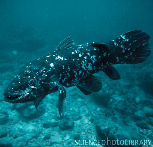 Coelacanth Ancient fish, Ocean creatures, Ocean animals