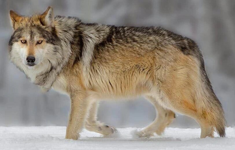 northwestern wolf