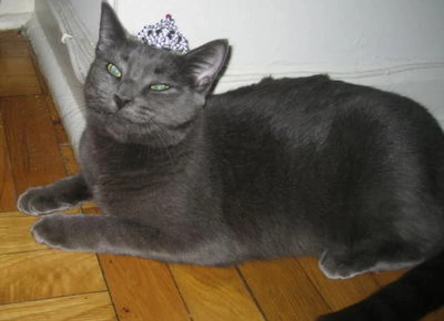 Russian Blue | FictionRulezForever Wiki | Fandom