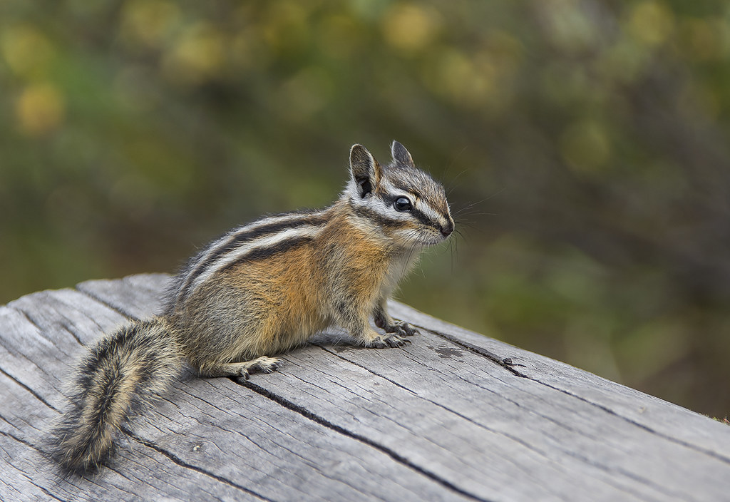 Lil Chipmunk