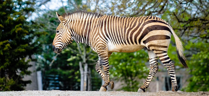 How the Hartmann's mountain zebra got its stripes