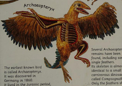 archaeopteryx Archaeopteryx | NatureRules1 Wiki | Fandom