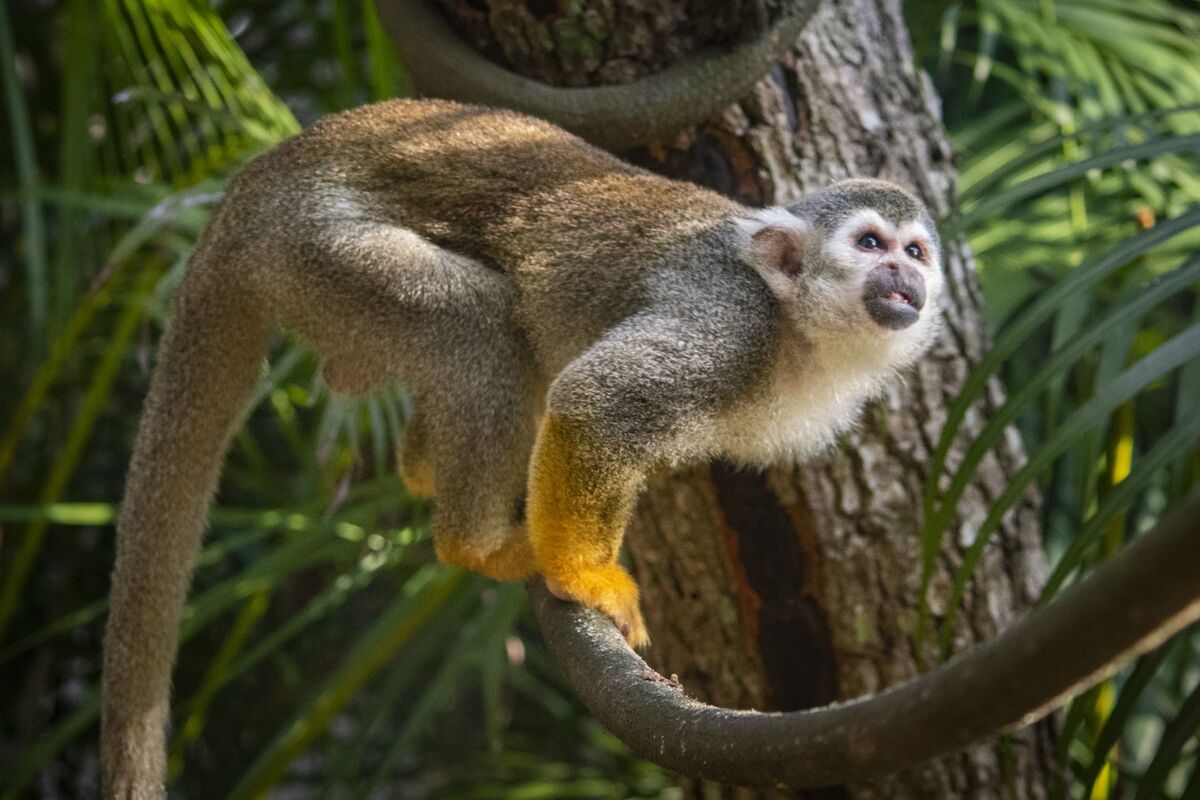 Squirrel monkey - Wikipedia