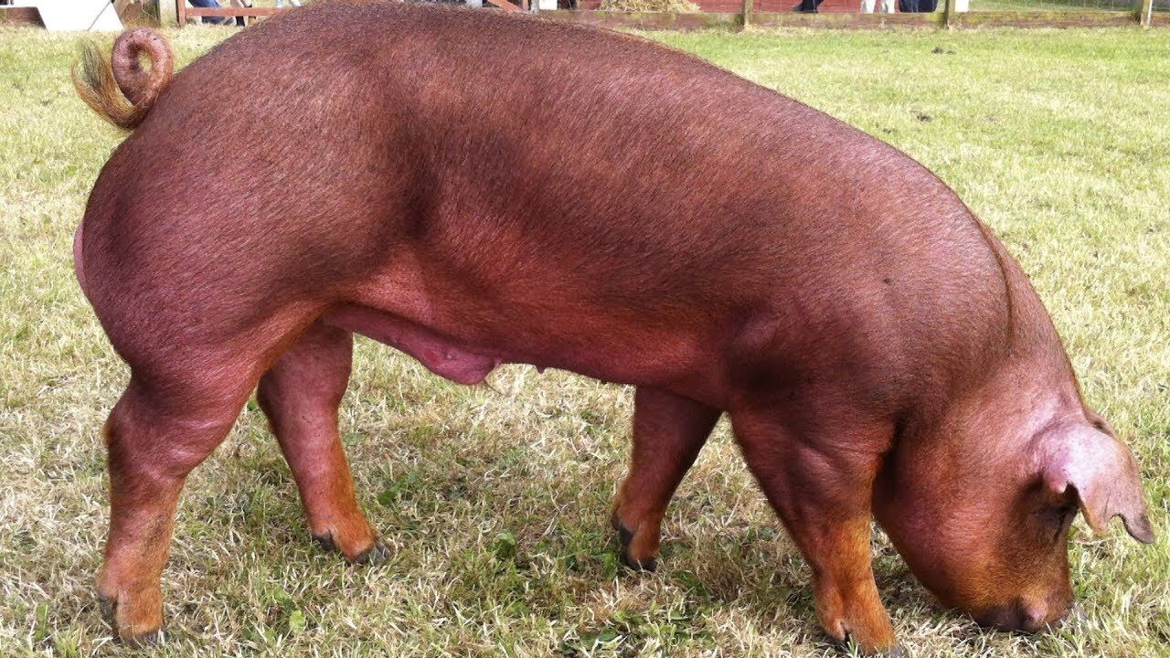 duroc pig