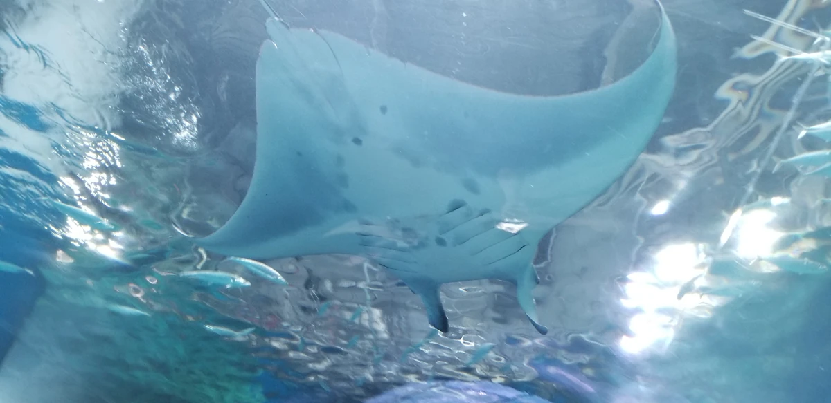 List of Species in Maxell Aqua Park Shinagawa | FictionRulezForever ...