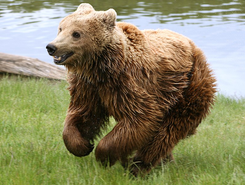 Brown bear - Wikipedia